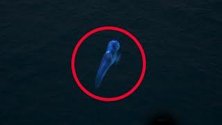 10 Mariana Trench Animals Never Seen Before