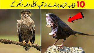 Top 10 Most Unique Birds You Will See For The First Time | دُنیا میں موجود سب سے نایاب پرندے