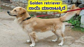 golden retriever dog for sale ||  9900357522 || in kannada || in karnataka ||