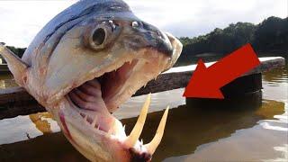 Top 10 SCARY Animals Found In Rivers