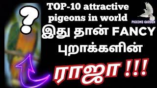 TOP-10 ATTRACTIVE PIGEONS IN THE WORLD || just for information  || இது தான் fancy புறாக்களின் ராஜா