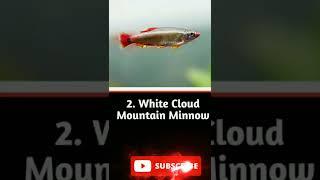 Top 10 freshwater beautiful fish 