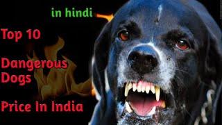 Top 10 Dangerous Dogs Price in India in hindi - Dogs Biography.