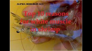 Top 10 reasons for white muscle in shrimp (Telugu)