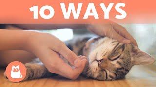 How Do CATS Show AFFECTION? 