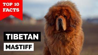 Tibetan Mastiff - Top 10 Facts