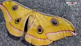 most biggest beautiful butterfly