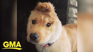 This 1-eared 'unicorn' dog is stealing our hearts | GMA Digital