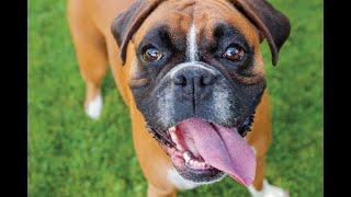 Boxer Dog - top 10 facts about boxer dogs (boxer dog breed information)