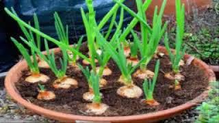 Top 10 easy to grow vegetabls in the home || گھر میں اگاٸی جانے والی آسان ترین سبزیاں || by jafar