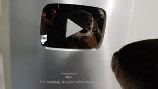 At last the silver play button has arrived  [Otter life Day 204]