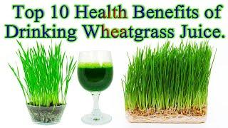 Top 10 Health Benefits of Drinking Wheatgrass Juice