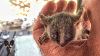 Bushbaby baby reunited with mother