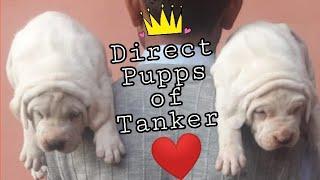 Top Quality Pakistani Bully Puppies For Sale || jsk pets ||