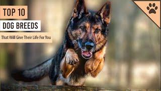 TOP 10 DOG BREEDS THAT WOULD GIVE THEIR LIFE FOR YOU!!!