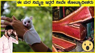 Top 10 Interesting Facts in Kannada | Unknown Facts In Kannada | New Time Kannada | New Video