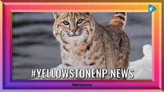 Top 10 #yellowstonenp Posts, Starring: zackclothierphotography
