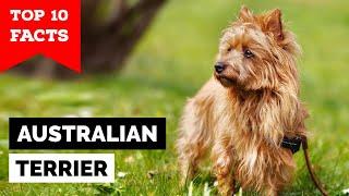 Australian Terrier - Top 10 Facts