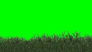 Copyright Free animated green grass Green Screen Effect | Chroma Key | Royalty Free |