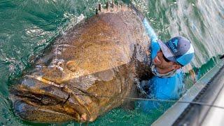 Top 5 BIGGEST Goliath Groupers Caught