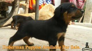 Top Quality Doberman Puppies Available For Sale || "Doberman" || Dogs Junction.