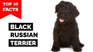Black Russian Terrier - Top 10 Facts