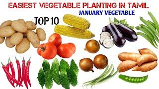 TOP 10 Easiest vegetables  to Grow in January Month // Terrace garden 