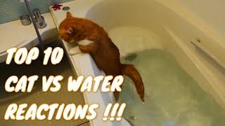 TOP 10 FUNNIEST CAT REACTIONS TO WATER !!!