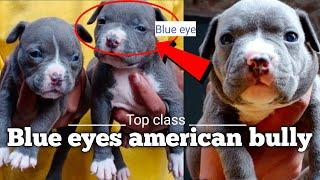 Blue eye ! top class American bully puppies ! with all over India delivery