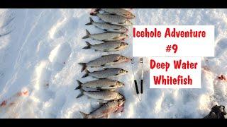 Whitefish Catch & Clean Ice Fishing NFN Icehole Adventure #9 2020