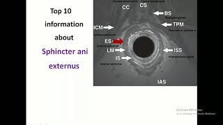 Top 10 information about anal sphincter