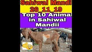 Top 10 Goat in Sahiwal Bkraa Mndii # beetal goat # top 10 goat