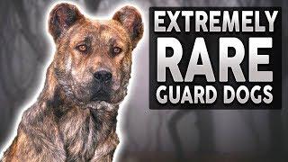 10 EXTREMELY RARE Guard Dog Breeds!