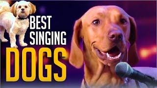 6 Best Singing Dogs EVER On Got Talent But Which Dog WINS? [Bonus Audition From AGT Season 15]