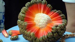 Top 10 Tropical Fruits You've Never Heard Of