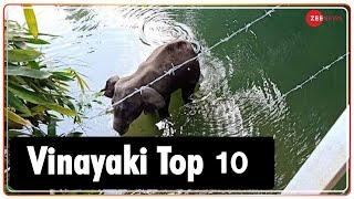 Vinayaki Top 10: अब तक की 10 बड़ी ख़बरें | Vinayaki News Today | Kerala Elephant | Latest Update