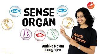 Sense Organs | Learn About Five Senses | Class 10 ICSE Biology (2020) @Vedantu Class 9 & 10