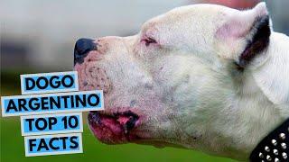 Dogo Argentino - TOP 10 Interesting Facts