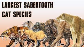 15 Largest Saber Tooth and Cat Species