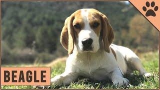 Beagle Dog Breed - Top 10 Facts