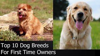 Top 10 Dog Breeds For First Time Owners