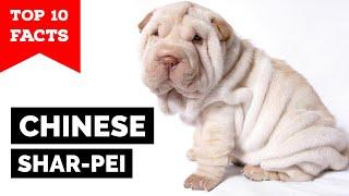Chinese Shar Pei - Top 10 Facts