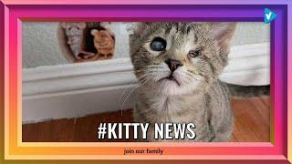 Top 10 #kitty Posts & Updates, Starring: join our family