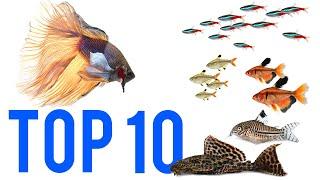 Top 10 Betta Tank Mates for Community Fish Tanks