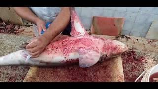 10 KG Shark Fish Cutting by 2 Minute।Super Fast Fish Fillet Techniques।Amazing Shark Fish Fillet