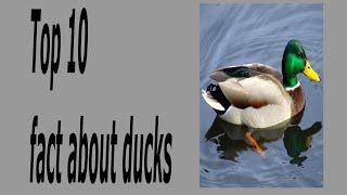 TOP 10 FACTS ABOUT DUCKS! (MIND BLOWING)