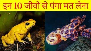 Top 10 most dangerous animals on the earth | 10 खतरनाक जानवर | gamma fact