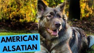 American Alsatian - Dire Wolf - TOP 10 Interesting Facts