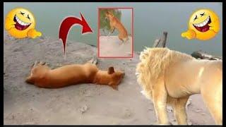 Prank Dog Funny & fake Lion and Fake Tiger Prank To dog ,Huge Box Prank to dog 2021