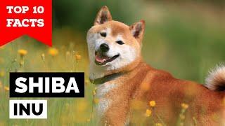 Shiba Inu - Top 10 Facts